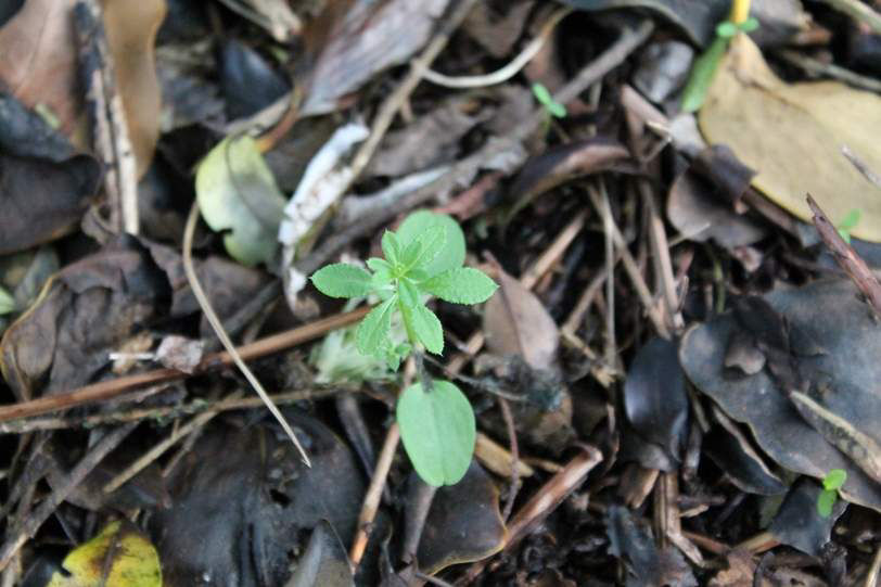 Cleavers
